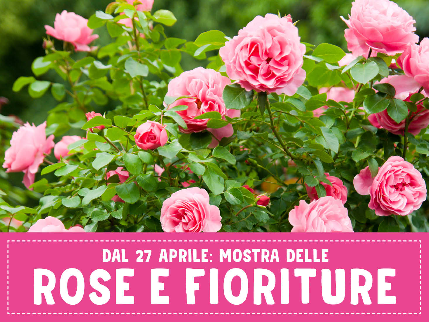 Mostra Rose e Fioriture