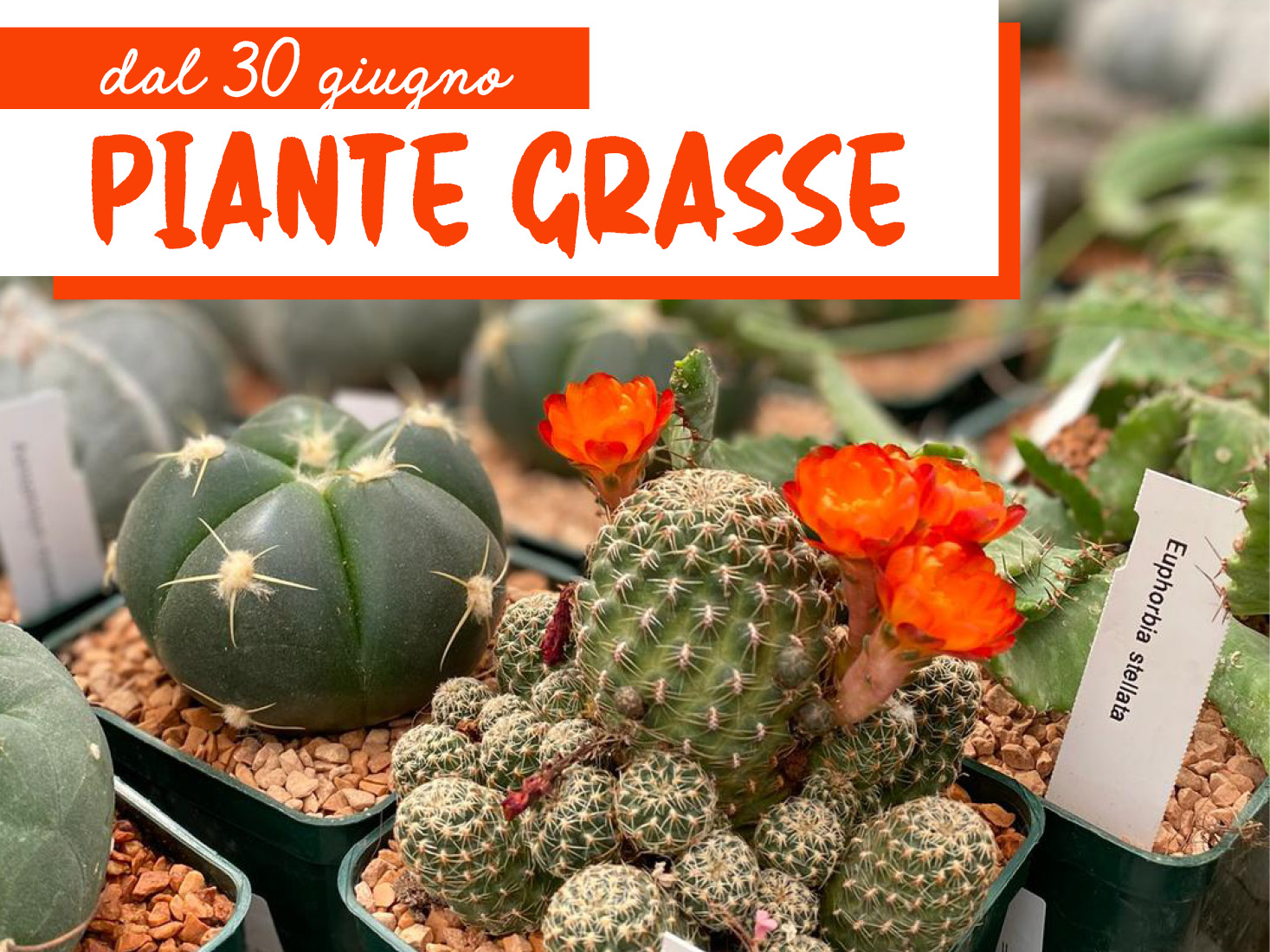 Piante Grasse