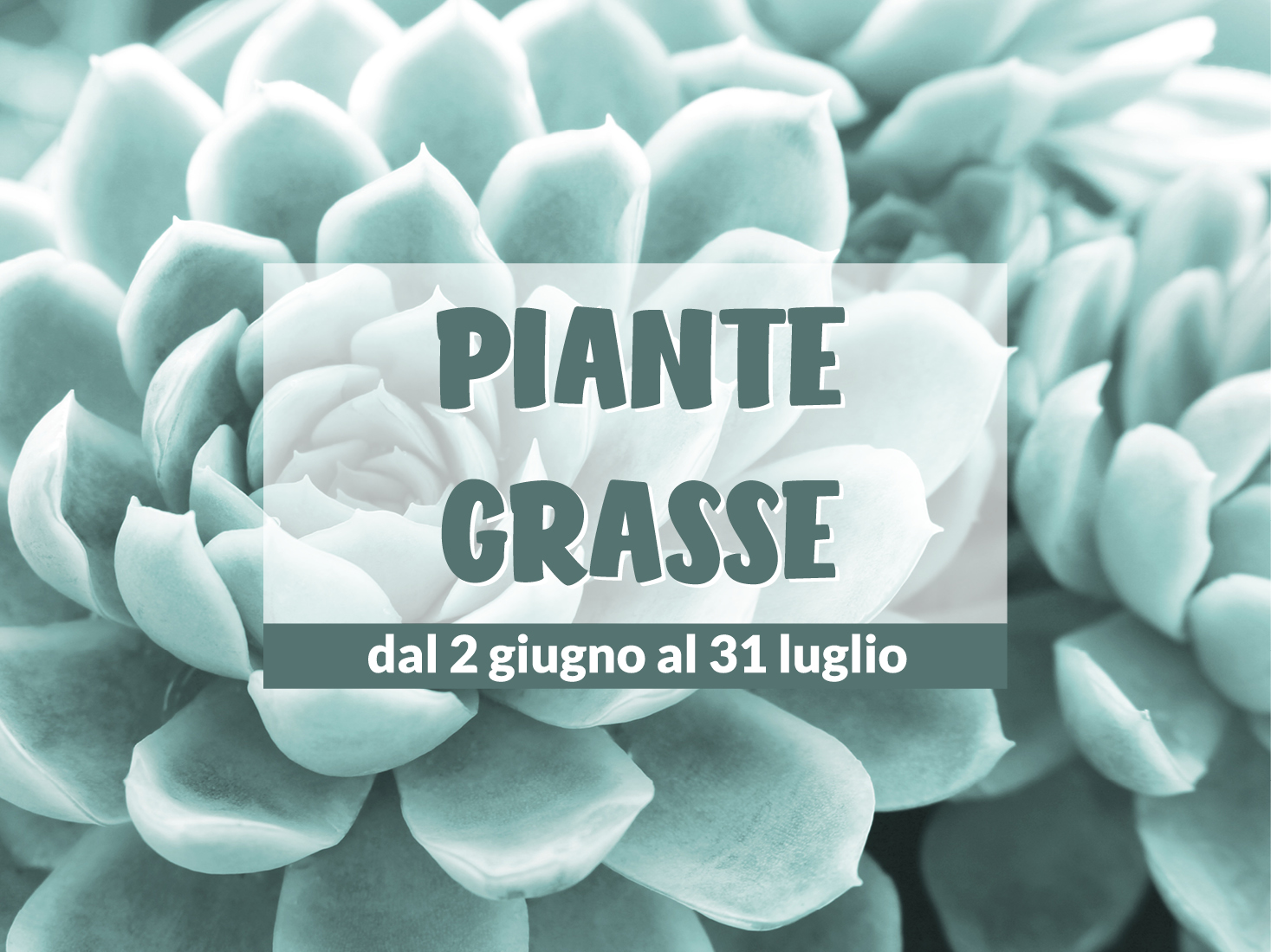 Piante grasse - dal 2 giugno al 31 luglio