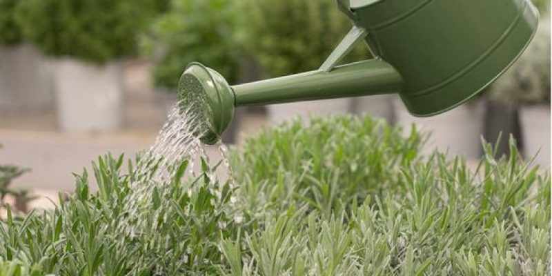 Corso manutenzione del verde da giardino
