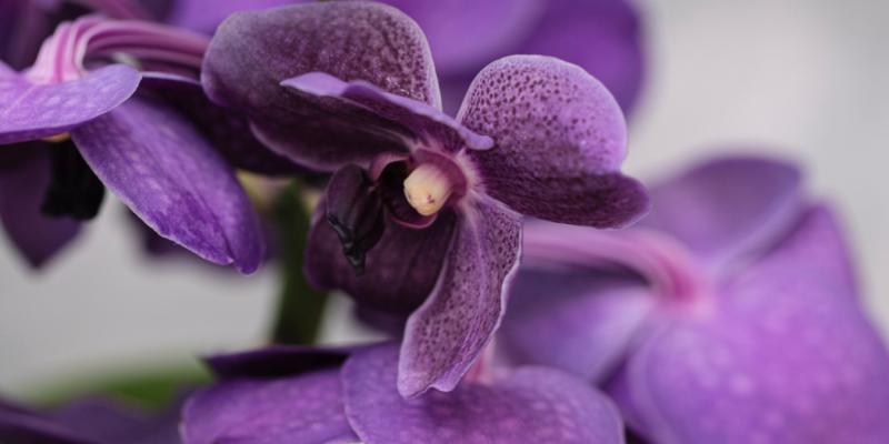Mostra Orchidee