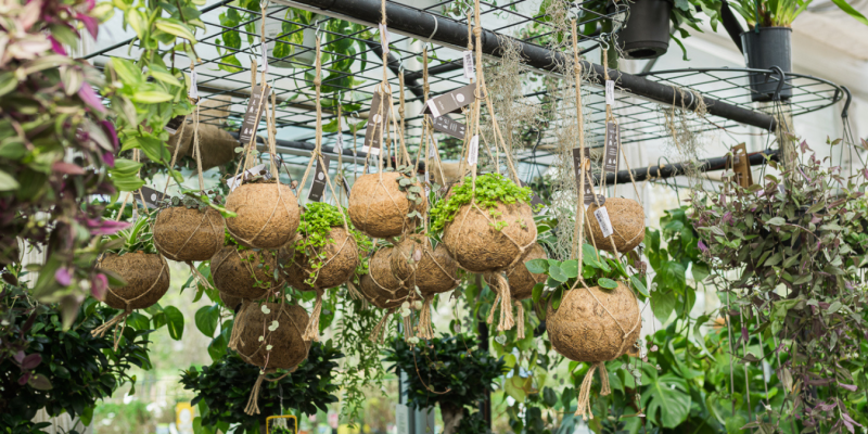 Corso Kokedama