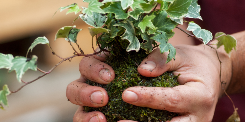 kokedama