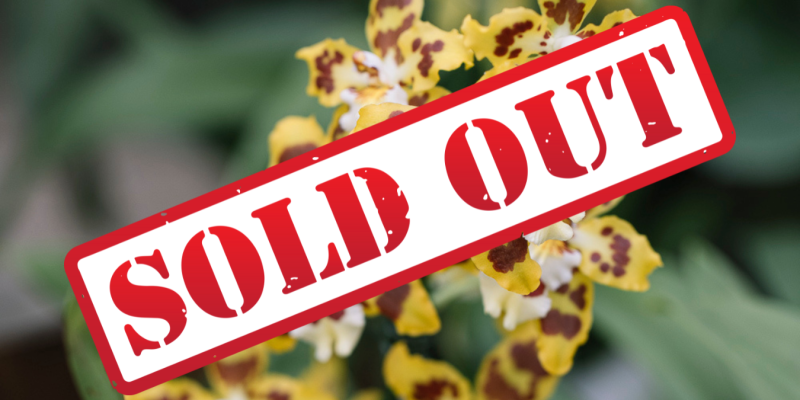 orchidee1-soldout