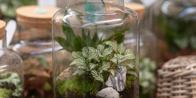 Terrarium