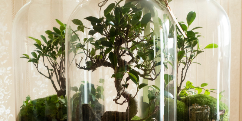 terrarium